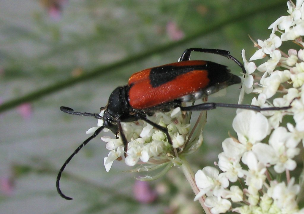 Stictoleptura cordigera e Stenurella bifasciata all''Elba